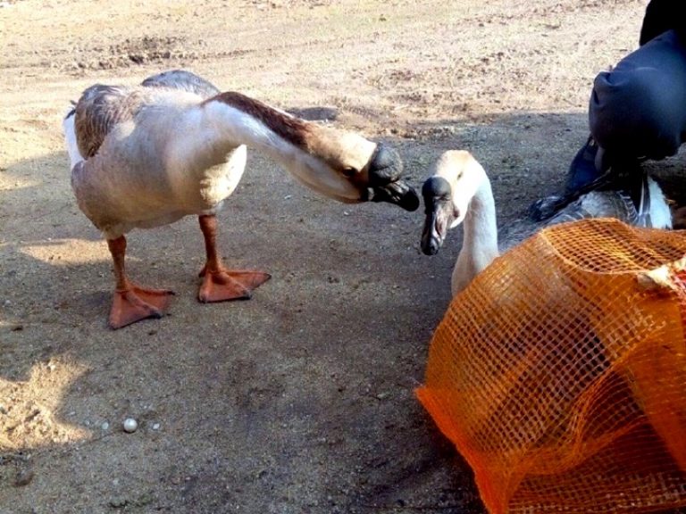 Si Possono Toccare Le Uova Degli Inseparabili