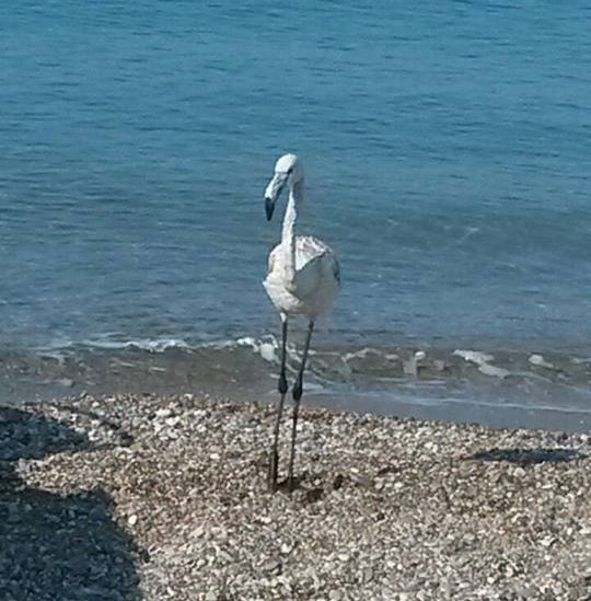 Fenicottero in spiaggia