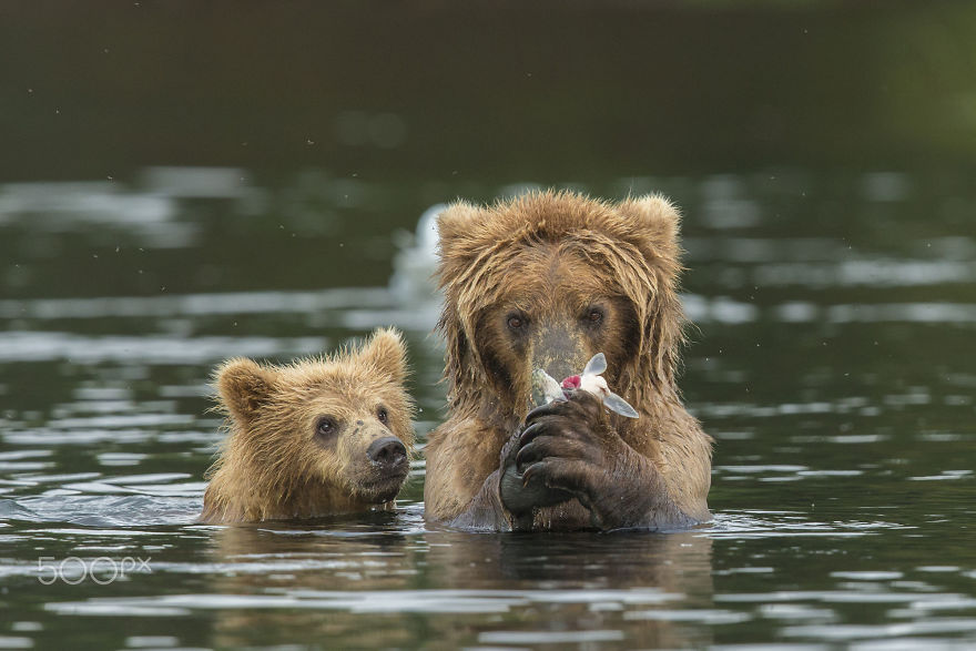 orsa-con-cucciolo-in-acqua