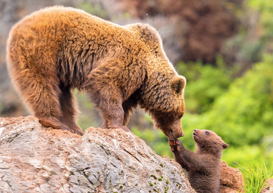 10 cuccioli a scuola da mamma orsa (FOTO)