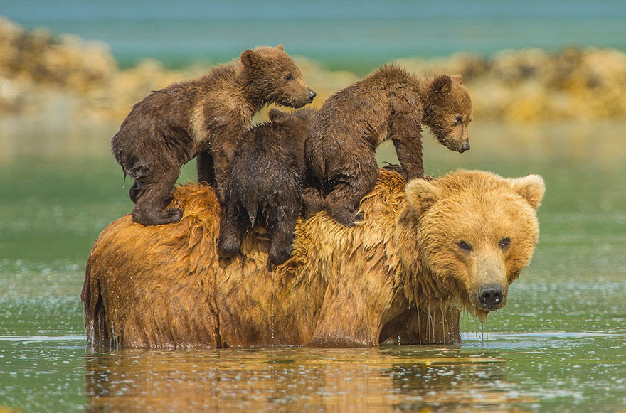 orsa-con-tre-cuccioli-sulla-schiena