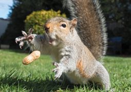 10 adorabili scoiattoli (FOTO)