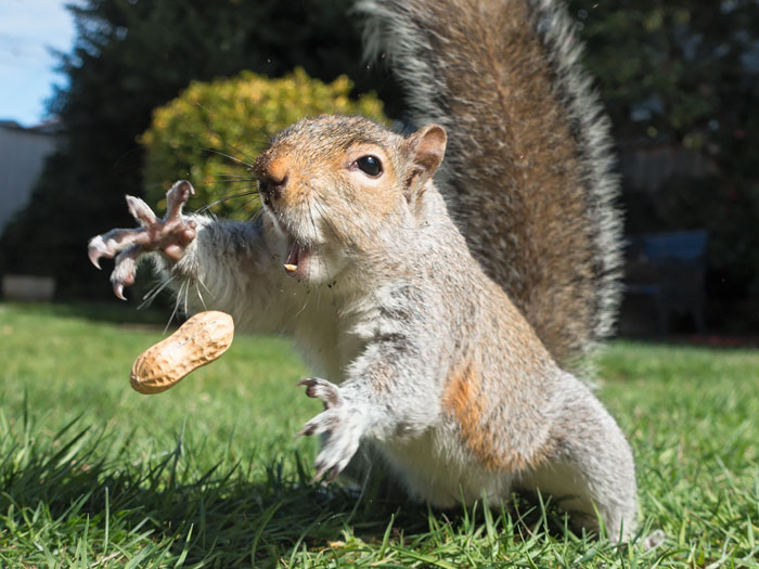 10 adorabili scoiattoli (FOTO)