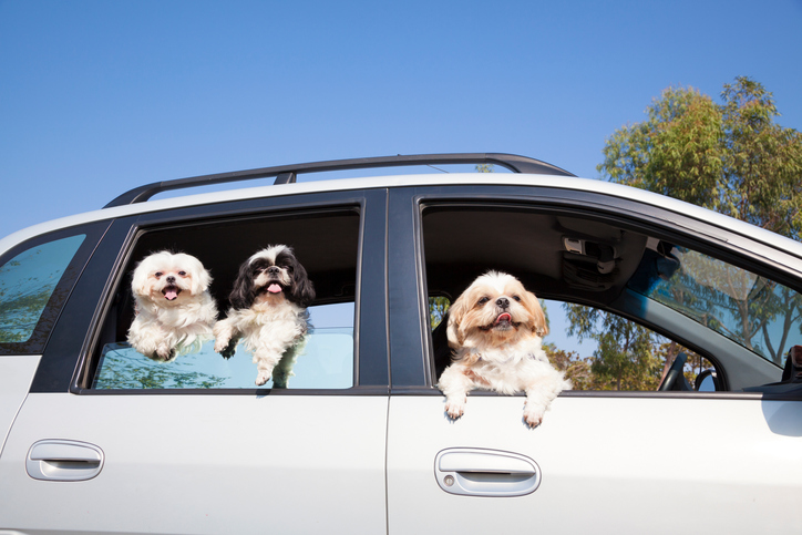 HeeHaa, il car pooling per animali domestici