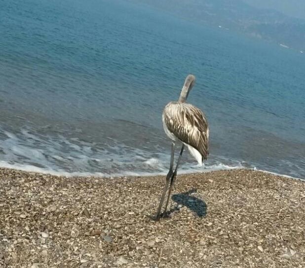 Un fenicottero in spiaggia