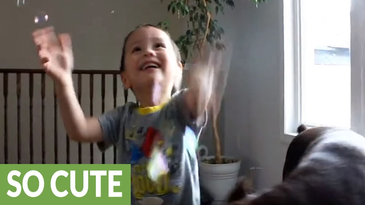 Doberman e bimbo pazzi per le bolle (VIDEO)