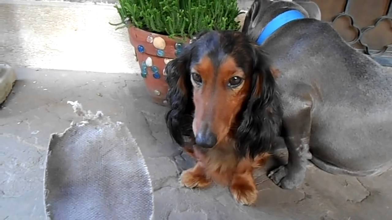 Un bassotto, un pitbull e il ricordo di una ciabatta (VIDEO)