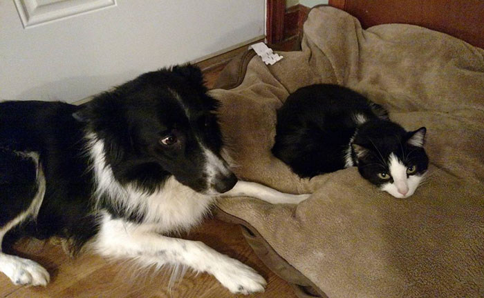 border-collie-e-gatto