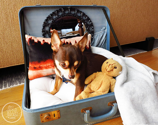 cagnolino-in-una-valigia