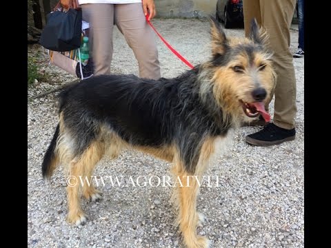 La gioia di Billo, il cane salvato dopo ore di angoscia perché era stato dato per disperso a seguito del crollo avvenuto la notte scorsa di una palazzina a Roma, in zona Ponte Milvio, è stata incontenibile. Il cagnolino è stato estratto dalle macerie scodinzolante e riconoscente, grazie al lavoro dei vigili del fuoco del Nucleo Saf (Speleo alpino fluviale) che la mattina dopo l'hanno riportato ai proprietari tra lacrime, applausi e commozione.