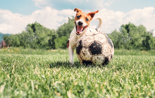 cane portiere