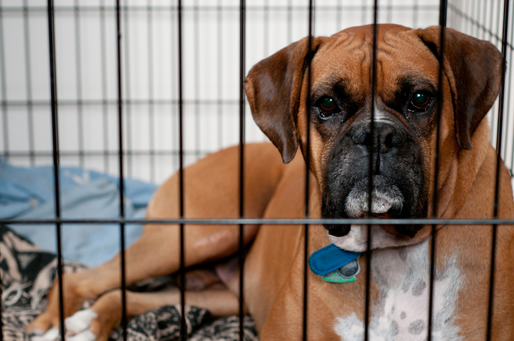 Restituire il cane al canile