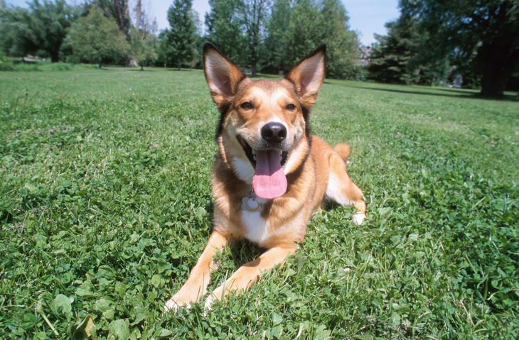 Cane solo in giardino