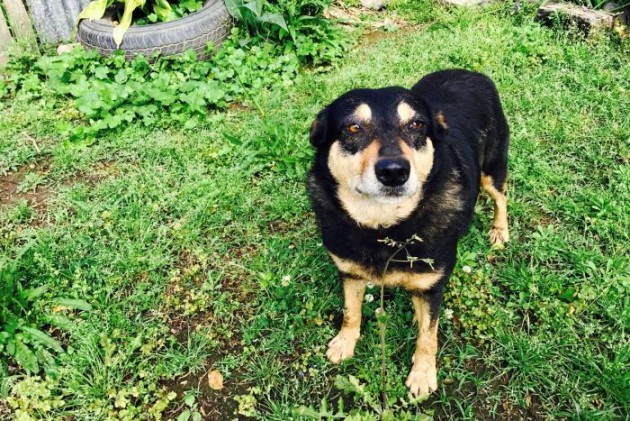 Honey, cagnolina in fuga per realizzare un sogno