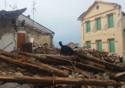 10 animali sopravvissuti al terremoto curati dall'Enpa (FOTO)