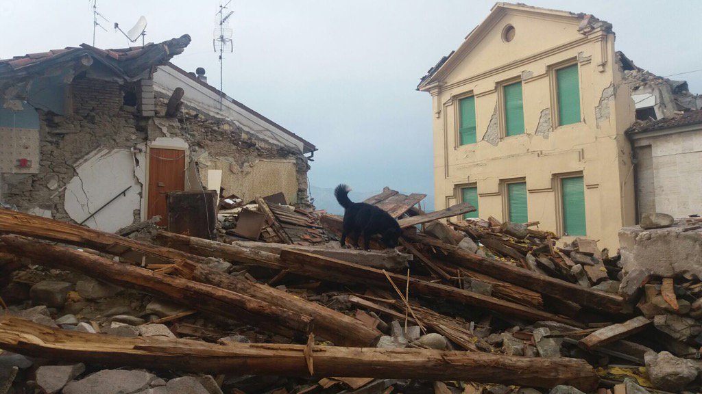 cane tra le macerie