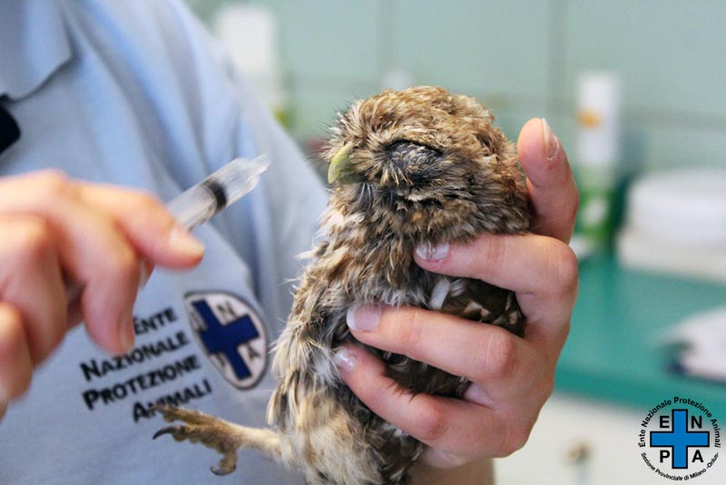 Giornata degli animali, Enpa in piazza