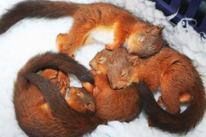 10 adorabili scoiattoli (FOTO)