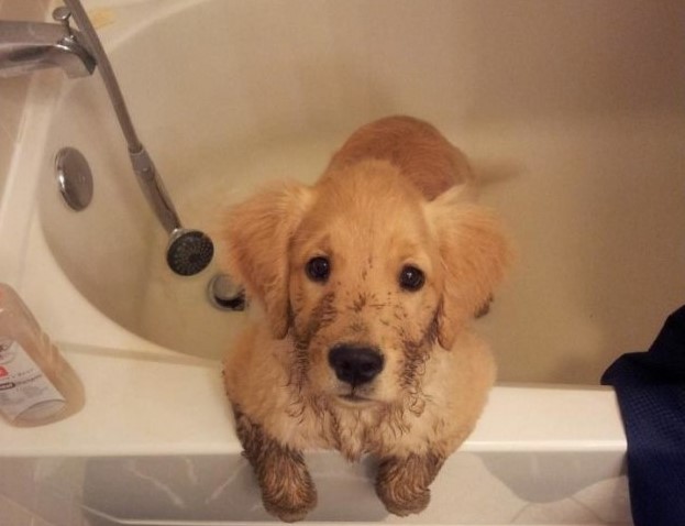 cucciolo-di-golden-in-vasca-da-bagno