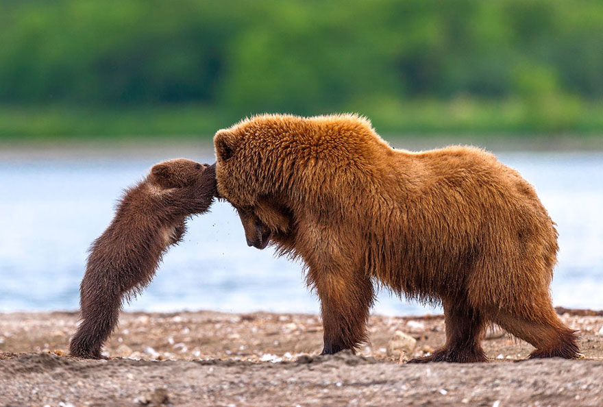 cucciolo-di-orso-gioca-con-la-mamma