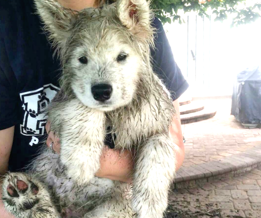 cucciolo-di-samoiedo-in-braccio