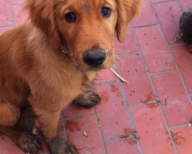 cucciolo-golden-con-zampe-sporche