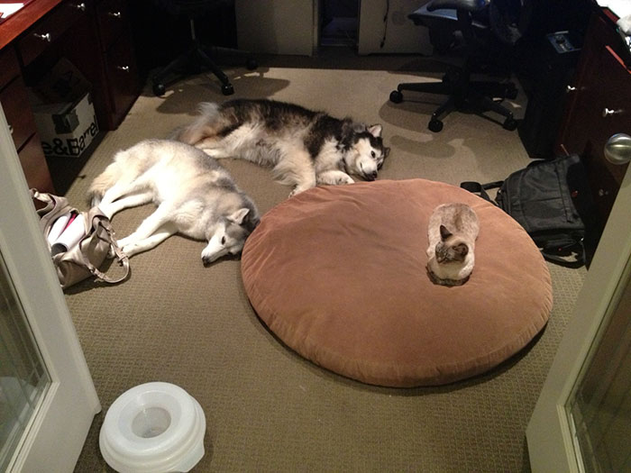 due-cani-e-un-gatto-dormono