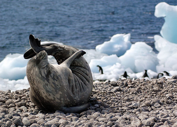 foca in riva al mare