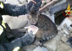 Terremoto, gatta salvata dai croccantini dopo 16 giorni (VIDEO)