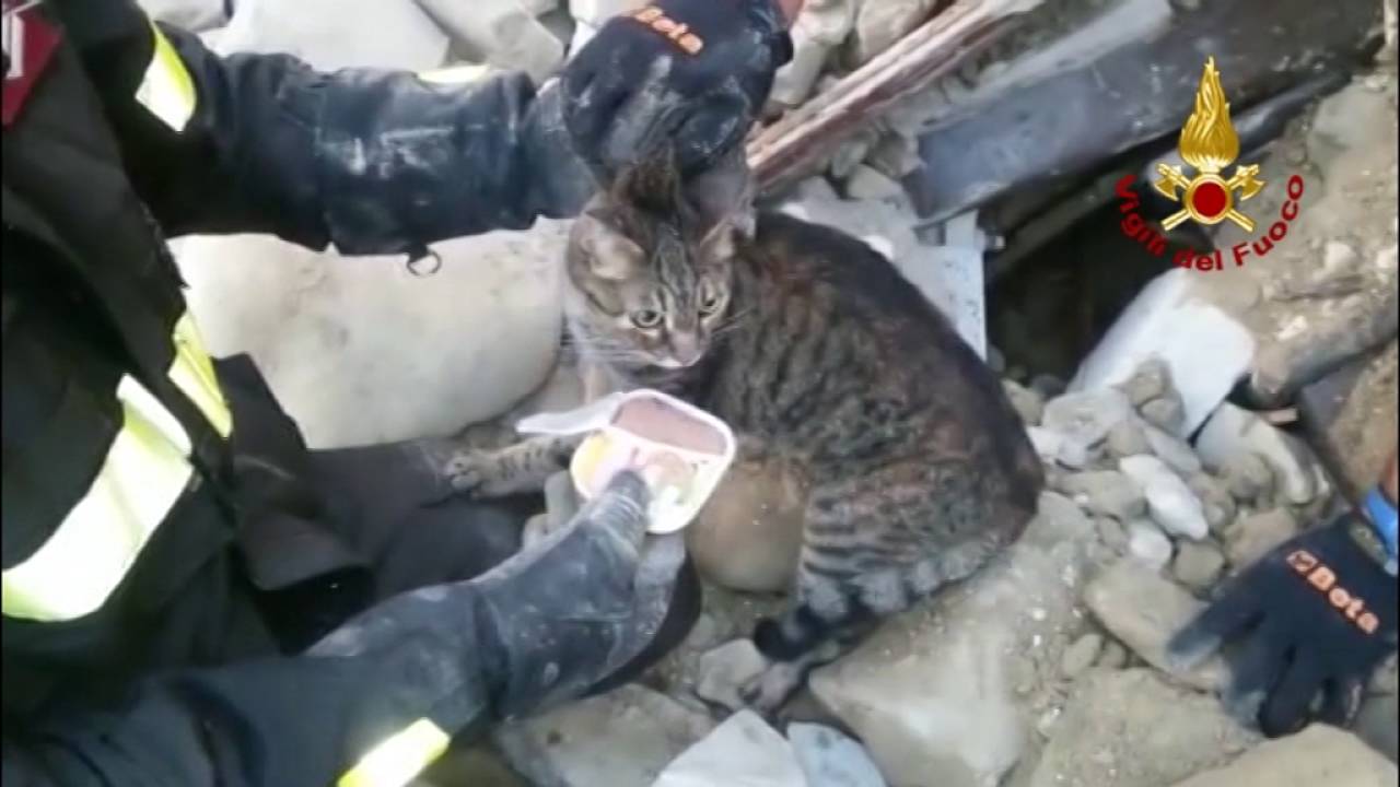 Terremoto, gatta salvata dai croccantini dopo 16 giorni (VIDEO)