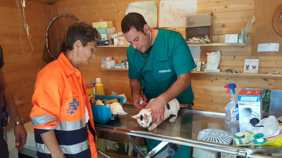 gatta visitata daun veterinario in postazione Enpa