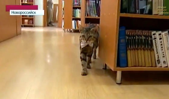gatto-cammina