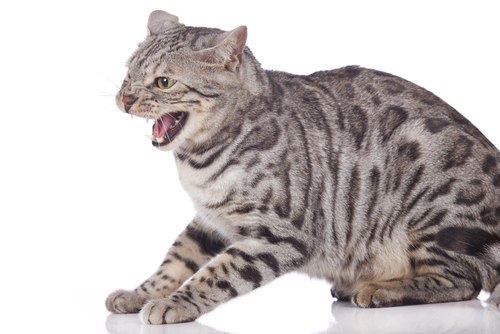 Gatto Miagola Sempre Davanti Alla Porta