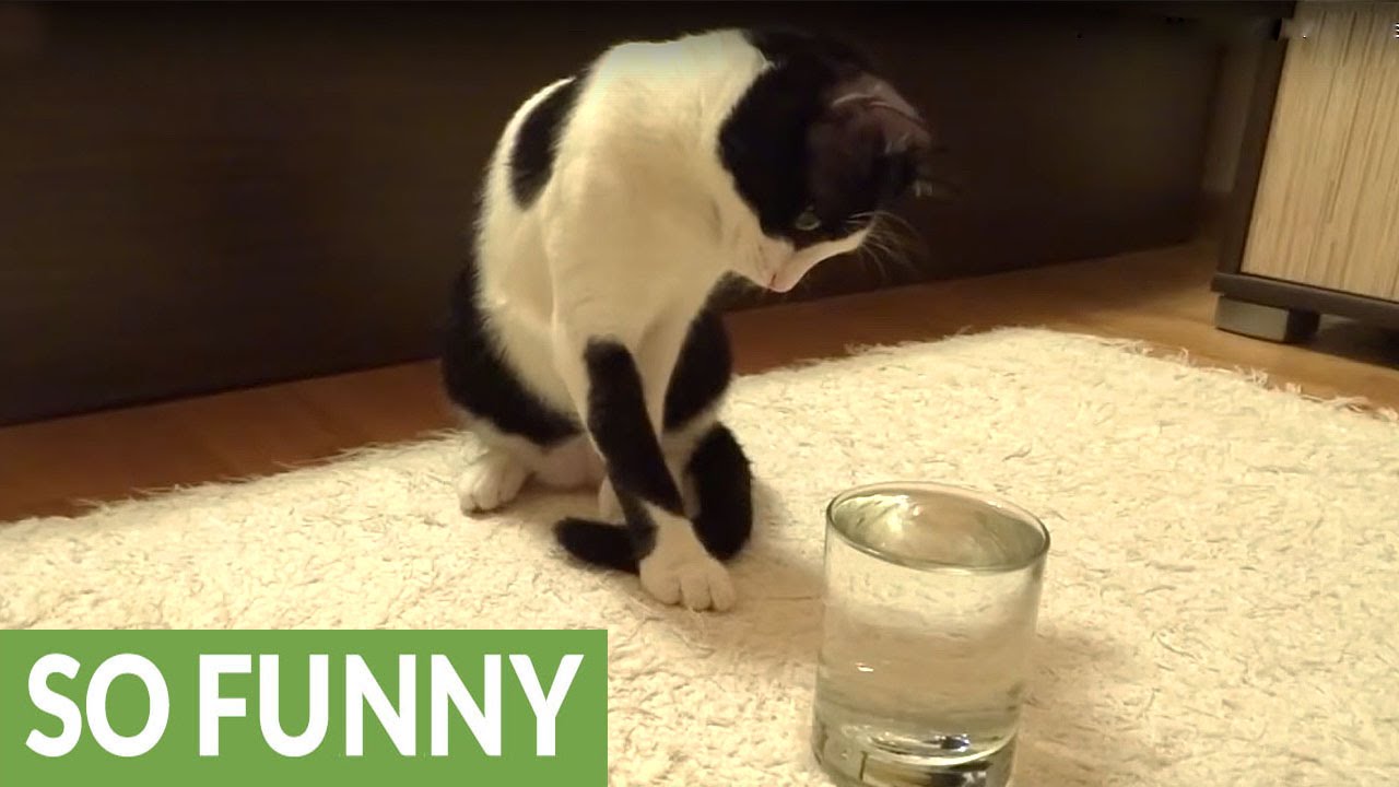 Gatto Coco e l'acqua che pizzica (VIDEO)