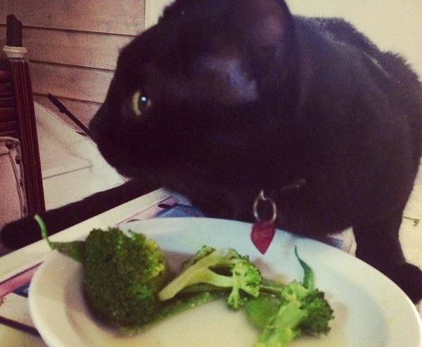 gatto-e-broccoli