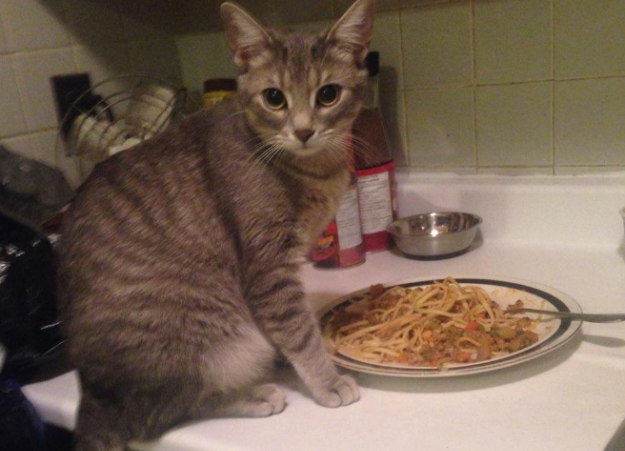 gatto-e-spaghetti