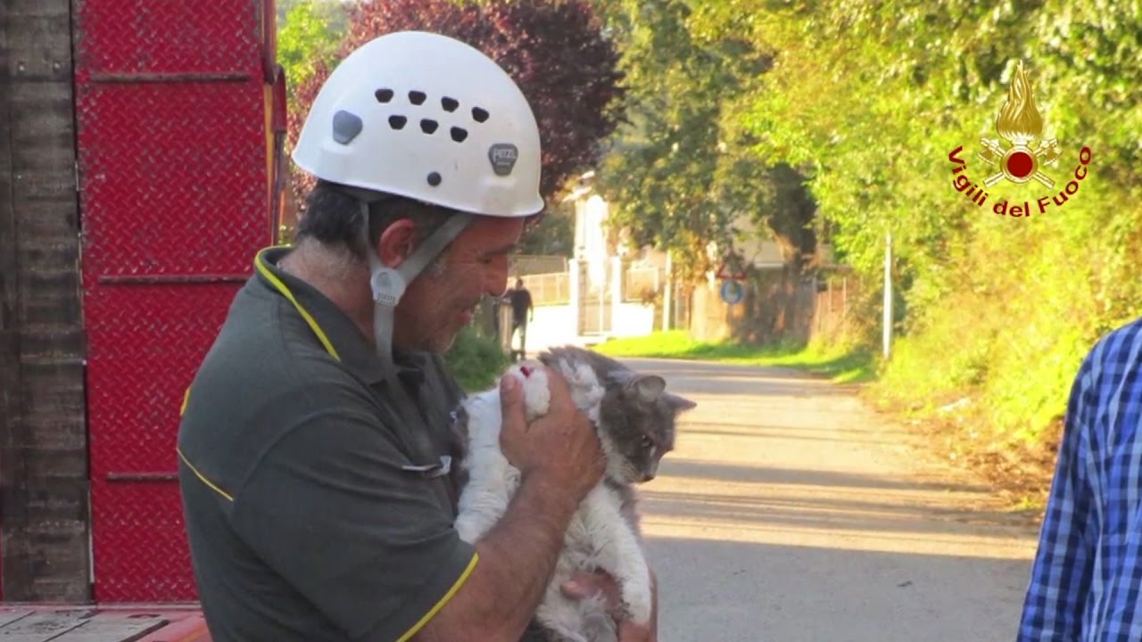 Terremoto, gatto Rocco campione di sopravvivenza (VIDEO)