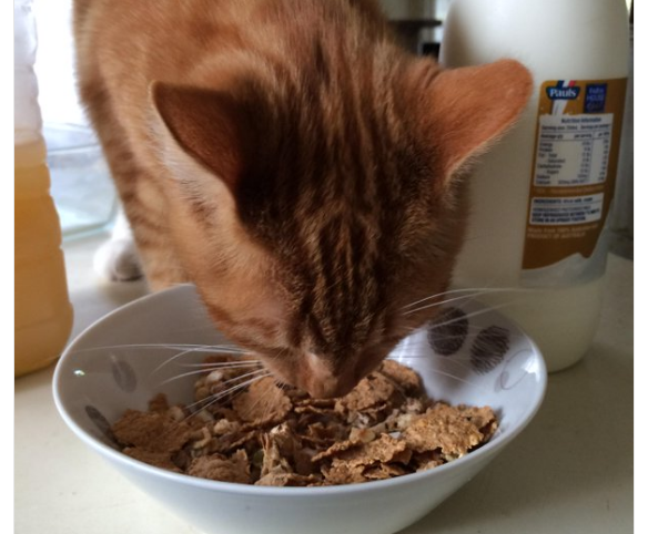 gatto-mangia-cereali
