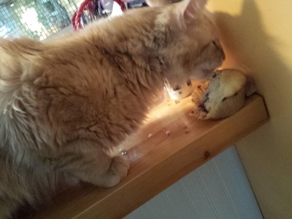 gatto-mangia-muffin