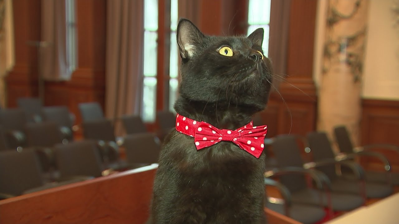 Gladstone, gatto in missione governativa (VIDEO)