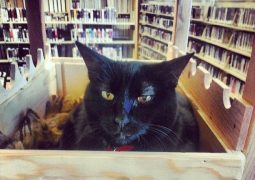 10 gatti che vivono in biblioteca (FOTO)