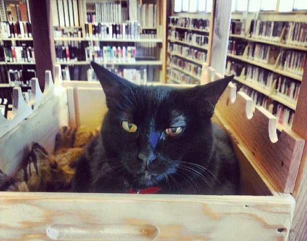 10 gatti che vivono in biblioteca (FOTO)