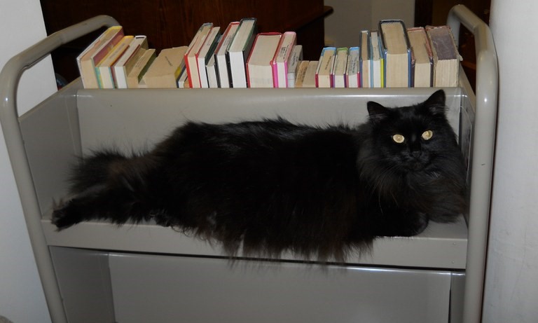gatto-nero-su-un-carrello-di-libri