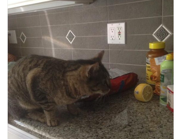 gatto-sul-piano-della-cucina