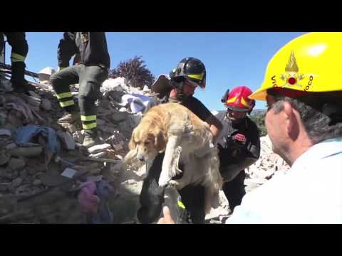 Terremoto, il golden Romeo salvo dopo 9 giorni (VIDEO)