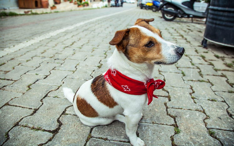 Investe e uccide cane un insospettabile pirata della strada