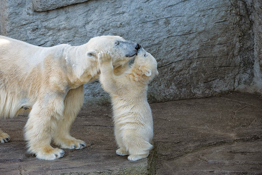 orsa-bianca-e-cucciolo