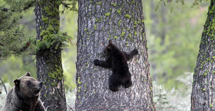 orsa-e-cucciolo-che-si-arrampica