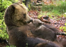 orsi, 10 cuccioli a scuola da mamma orsa (FOTO)