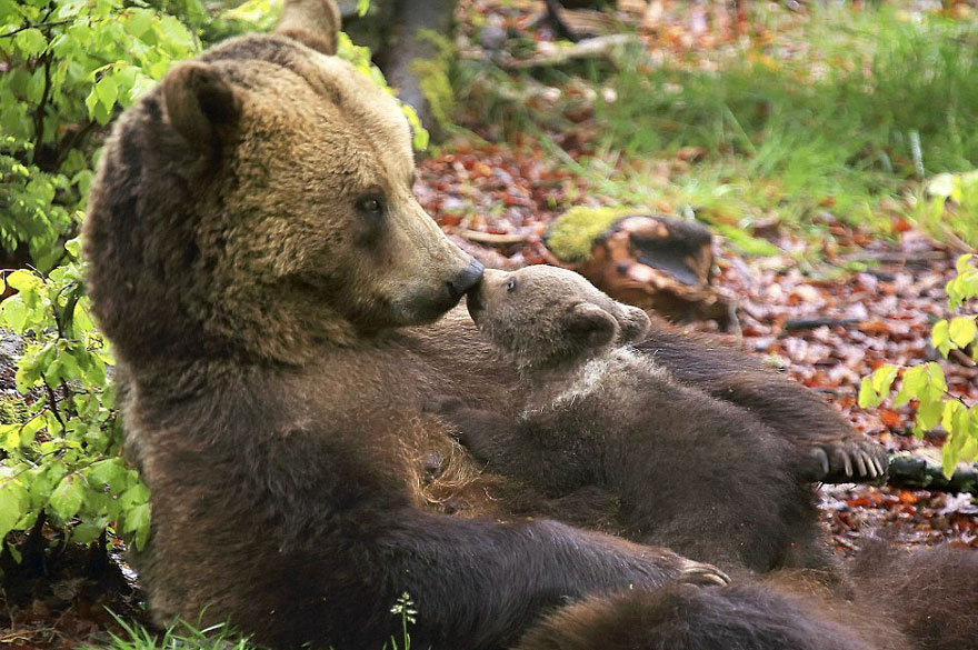 orsi, 10 cuccioli a scuola da mamma orsa (FOTO)